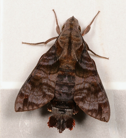 Male Macroglossum neotroglodytus at light, Simao/Pu'er, Yunnan, China, 17.xi.2017. Photo: © John Horstman.