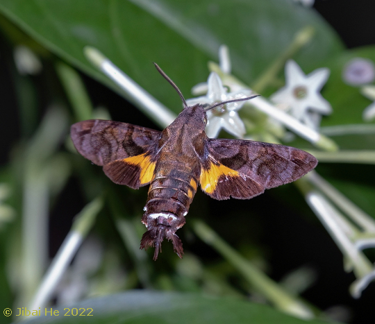 Adult Macroglossum neotroglodytus feeding from Cestrum nocturnum, Jinghong, Yunnan, China, 19.xi.2022. Photo: © He Jibai.