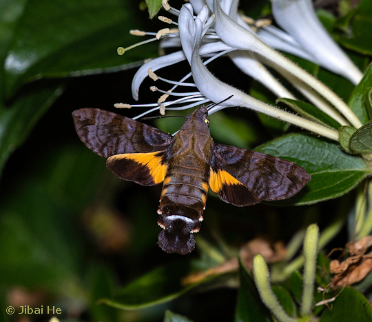 Adult Macroglossum neotroglodytus feeding, Nanji Islands National Nature Reserve, Wenzhou, Zhejiang, China, 19.v.2023. Photo: © He JiBai.