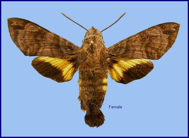 Female Macroglossum neotroglodytus. Photo: © NHMUK