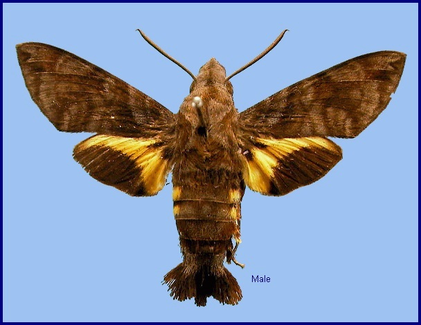 Male Macroglossum neotroglodytus. Photo: © NHMUK