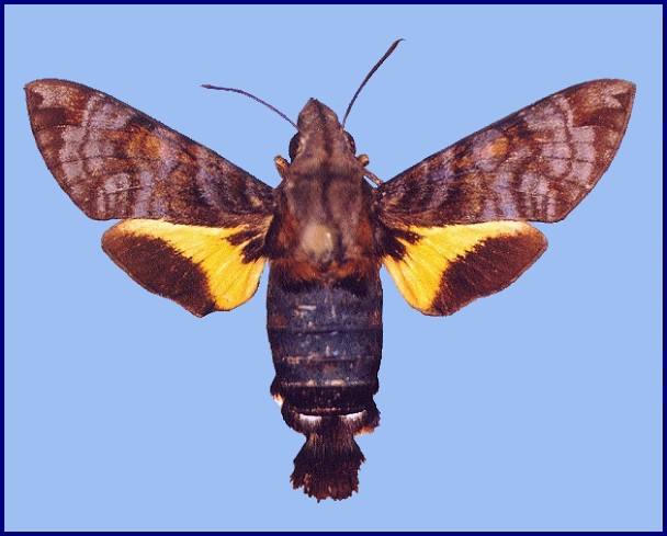 Fresh Macroglossum neotroglodytus, Hong Kong, China. Photo: © John Tennent