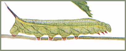 Full-grown green form larva of Macroglossum neotroglodytus. Image: Mell, 1922b