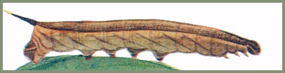 Full-grown brown form larva of Macroglossum neotroglodytus. Image: Mell, 1922b