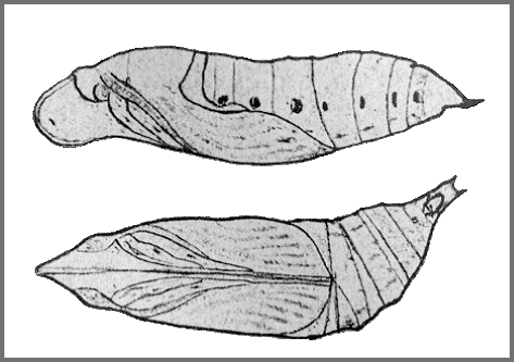 Pupa of Macroglossum neotroglodytus. Image: Mell, 1922b