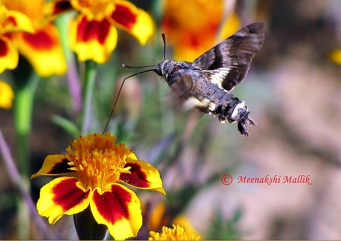 Adult Macroglossum nycteris feeding from a Tagetes flower, Anantnag, Jammu & Kashmir, India. Photo: © Meenakshi Mallik.