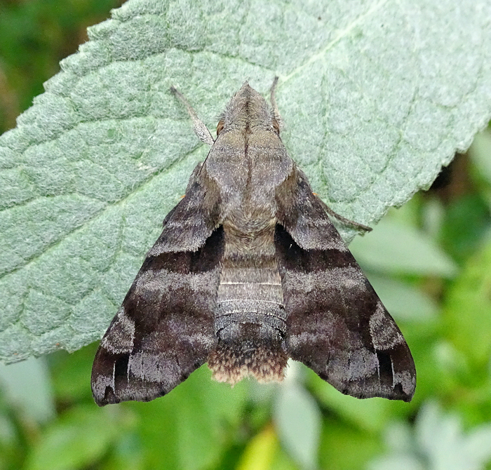 Male Macroglossum nycteris, Daman, Bagmati Province, Nepal, 2600m, ex ovo viii.2024, leg. Serge Yevdoshenko. Photo: © Tony Pittaway.