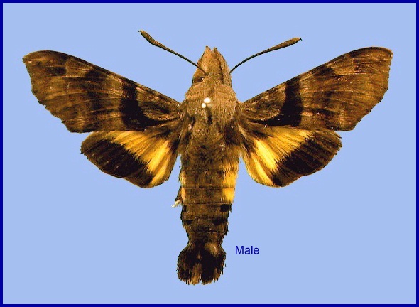 Male Macroglossum nycteris. Photo: © NHMUK.