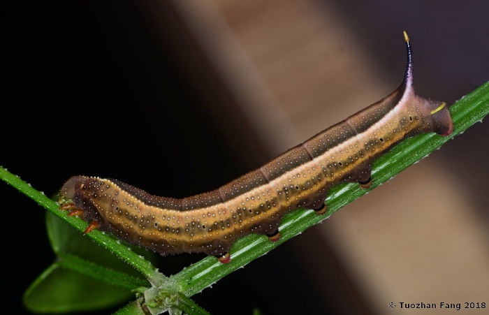 Full-grown dark form larva of Macroglossum nycteris on Rubia cordifolia, Haidian District, Beijing, China. Photo: © Tuozhan Fang, 2018.