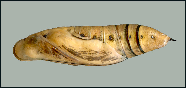 Pupa of Macroglossum nycteris, Daman, Bagmati Province, Nepal, 2600m, bred ix.2024, leg. Serge Yevdoshenko. Photo: © Tony Pittaway.