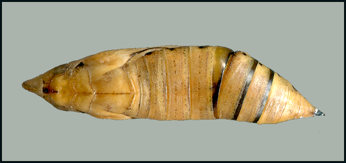 Pupa of Macroglossum nycteris, Daman, Bagmati Province, Nepal, 2600m, bred ix.2024, leg. Serge Yevdoshenko. Photo: © Tony Pittaway.