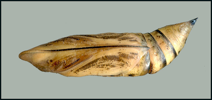 Pupa of Macroglossum nycteris, Daman, Bagmati Province, Nepal, 2600m, bred ix.2024, leg. Serge Yevdoshenko. Photo: © Tony Pittaway.