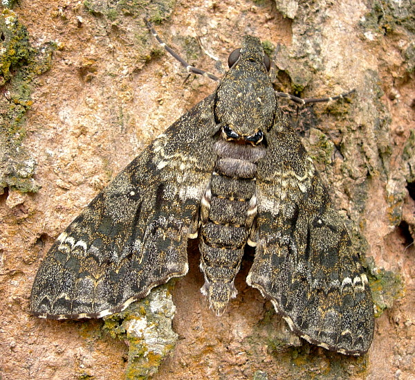 Male Meganoton nyctiphanes, Mengla, Xishuangbanna, Yunnan, China, 24.viii.2005. Photo: © Tony Pittaway