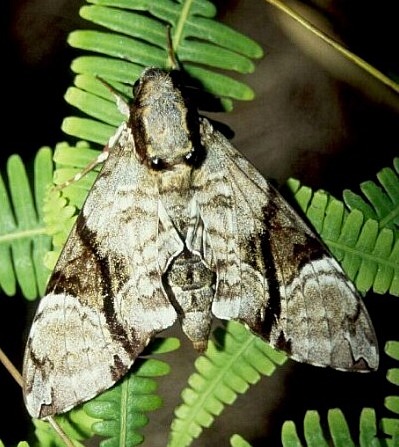 Adult Megacorma obliqua obliqua, Palawan, Philippines. Photo: © Jan Petersen