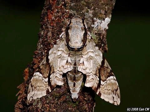 Adult Megacorma obliqua obliqua, Bukit Fraser, Malaysia. Photo: © CheongWeei Gan.