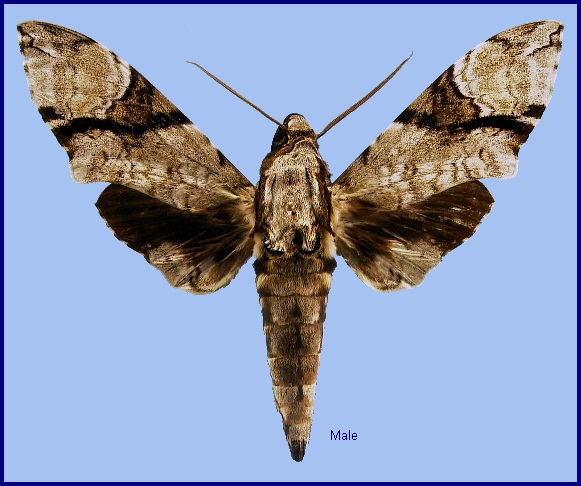 Male Megacorma obliqua obliqua. Photo: © NHMUK