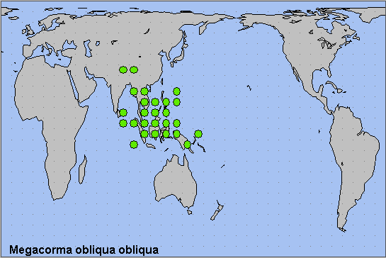 Global distribution of Megacorma obliqua obliqua. Map: © NHMUK.