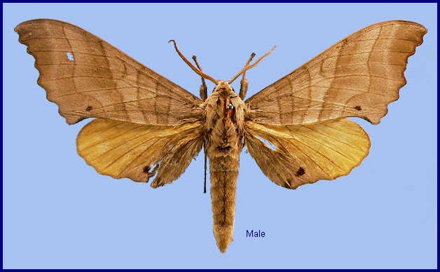 Male Marumba maackii ochreata. Photo: © NHMUK.