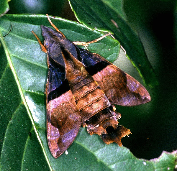 Fresh adult Macroglossum passalus, Taiwan. Photo: © Felix Lin.