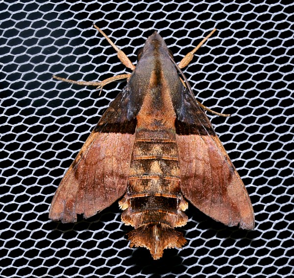 Adult Macroglossum passalus, Jiucai Ling, Guizhou, China. Photo: © Viktor Sinjaev.