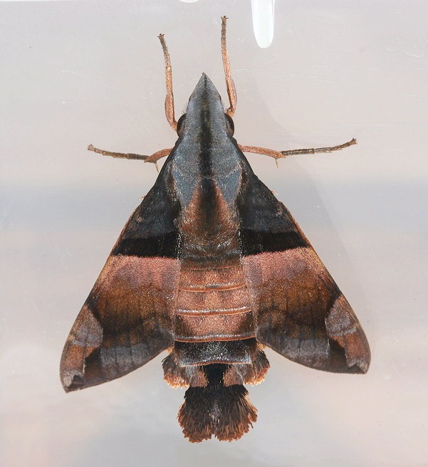 Adult Macroglossum passalus, Taiwan. Photo: © Henry Tzuoo.