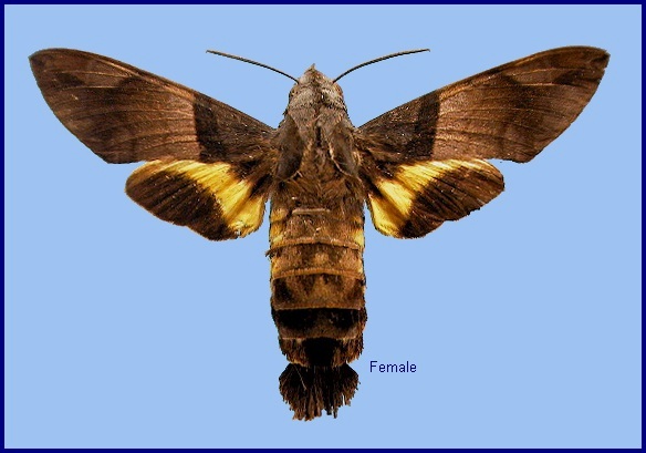 Female Macroglossum passalus. Photo: © NHMUK