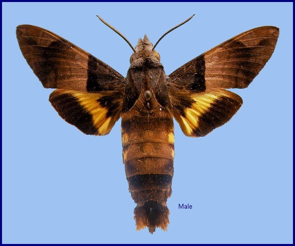 Male Macroglossum passalus. Photo: © NHMUK