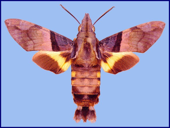 Sphingidae of the Eastern Palaearctic - Macroglossum passalus