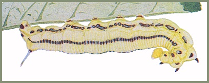 Full-grown larva of Macroglossum passalus. Image: Mell, 1922b
