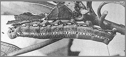 Full-grown larva of Macroglossum passalus. Photo: Mell, 1922b