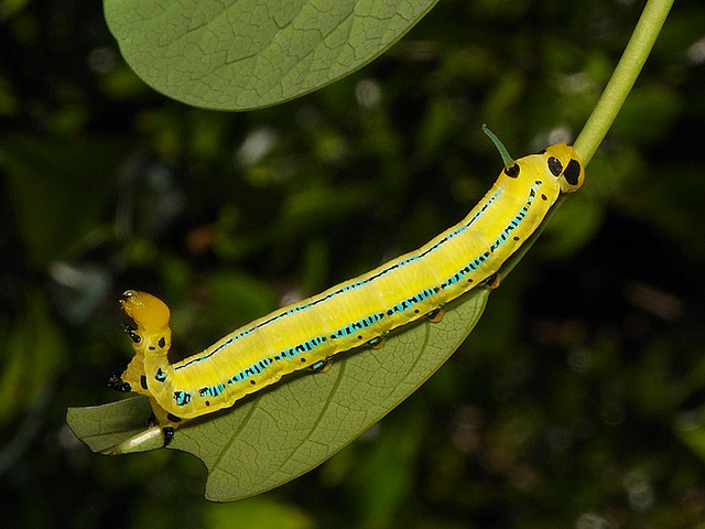 Full-grown larva of Macroglossum passalus, Hong Kong, China. Photo: © H. K. Tang