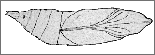 Pupa of Macroglossum passalus. Image: Mell, 1922b