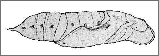 Pupa of Macroglossum passalus. Image: Mell, 1922b