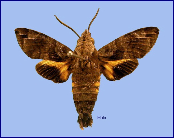 Male Macroglossum vicinum piepersi for comparison. Photo: © NHMUK