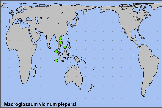 Global distribution of Macroglossum vicinum piepersi. Map: © NHMUK.