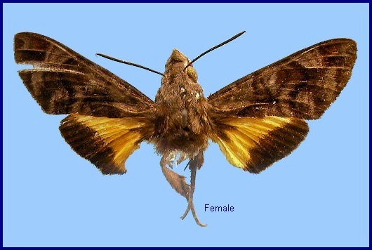 Female Macroglossum poecilum. Photo: © NHMUK