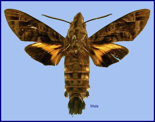 Male Macroglossum poecilum. Photo: © NHMUK