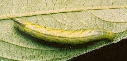 Full-grown larva of Macroglossum poecilum on Lasianthus chinensis, Hong Kong, China. Photo: © Kent H. K. Li.