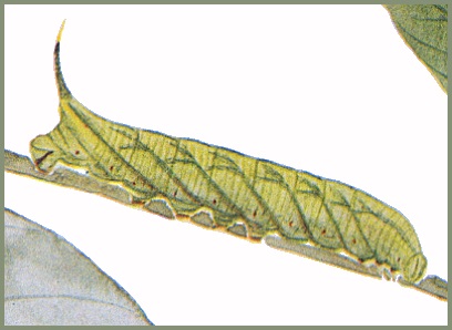 Full-grown larva of Macroglossum poecilum. Image: Mell, 1922b