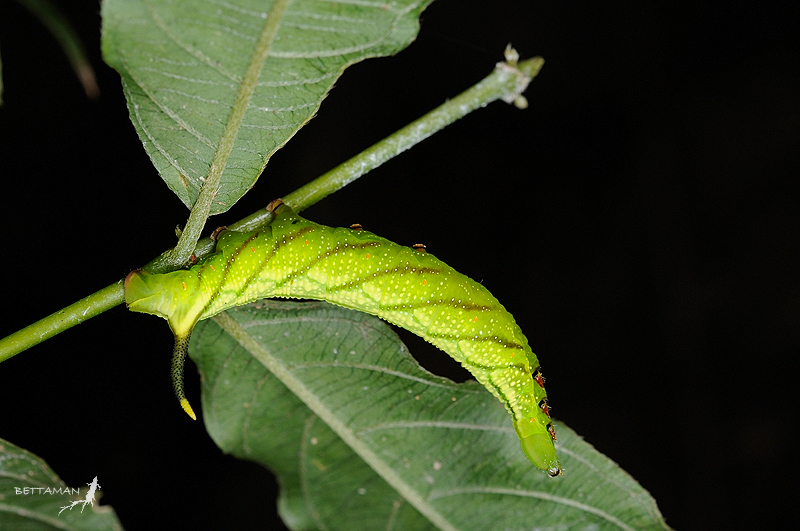 Full-grown larva of Macroglossum poecilum on Lasianthus fordii, Lianhuachih, Nantou Hsien, Taiwan. Photo: © Shipher Wu.