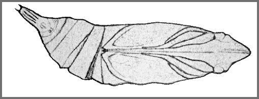 Pupa of Macroglossum poecilum. Image: Mell, 1922b
