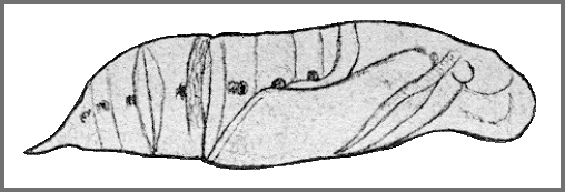 Pupa of Macroglossum poecilum. Image: Mell, 1922b