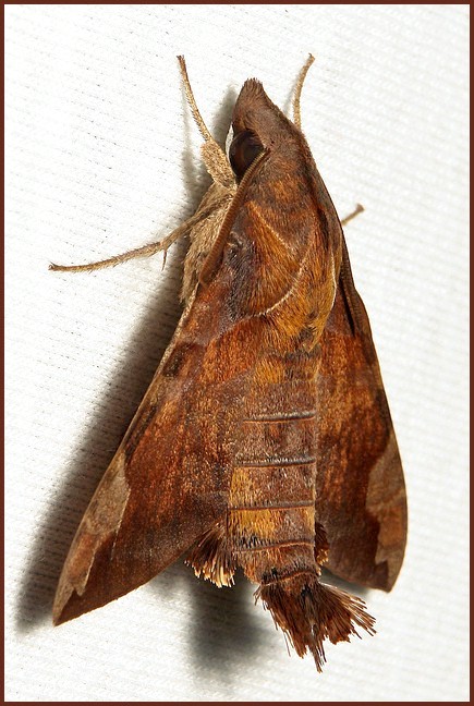 Male Macroglossum prometheus prometheus, Simao/Pu'er, Yunnan, China, 16.viii.2012. Photo: © John Horstman.