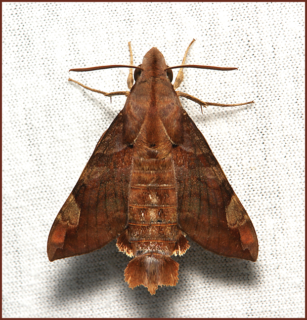 Male Macroglossum prometheus prometheus, Simao/Pu'er, Yunnan, China, 1.ii.2014. Photo: © John Horstman.