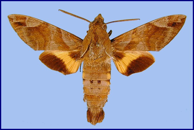 Adult Macroglossum prometheus prometheus. Photo: © NHMUK