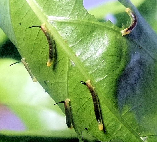 Immature larvae of Macroglossum prometheus prometheus on Morinda citrifolia, Battang, Sulawesi, Indonesia. Photo: © Aras Sandi.