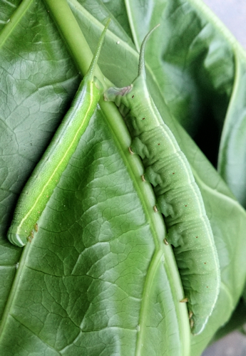 Full-grown larvae of Macroglossum prometheus prometheus (green form) on Morinda citrifolia, Battang, Sulawesi, Indonesia. Photo: © Aras Sandi.