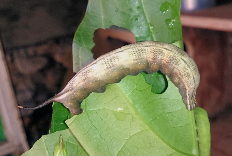 Full-grown larvae of Macroglossum prometheus prometheus (grey-brown form) on Morinda citrifolia, Battang, Sulawesi, Indonesia. Photo: © Aras Sandi.