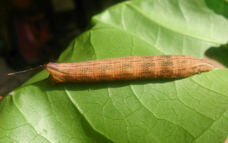 Full-grown larvae of Macroglossum prometheus prometheus (brown form) on Morinda citrifolia, Battang, Sulawesi, Indonesia. Photo: © Aras Sandi.