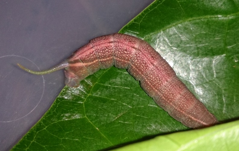 Full-grown larvae of Macroglossum prometheus prometheus (pre-pupation colour), Battang, Sulawesi, Indonesia. Photo: © Aras Sandi.